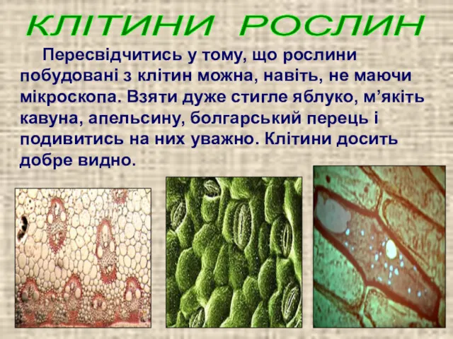 КЛІТИНИ РОСЛИН Пересвідчитись у тому, що рослини побудовані з клітин