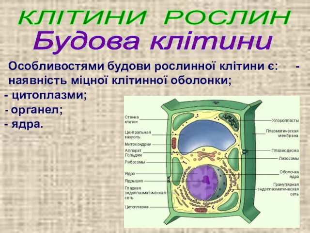 КЛІТИНИ РОСЛИН Особливостями будови рослинної клітини є: - наявність міцної