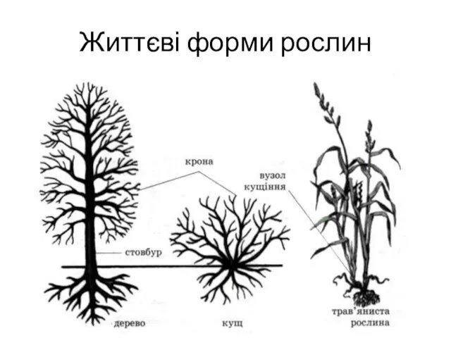 Життєві форми рослин