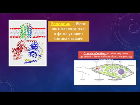 Родопсин — білок, що експресується в фоточутливих клітинах тварин Стигма,