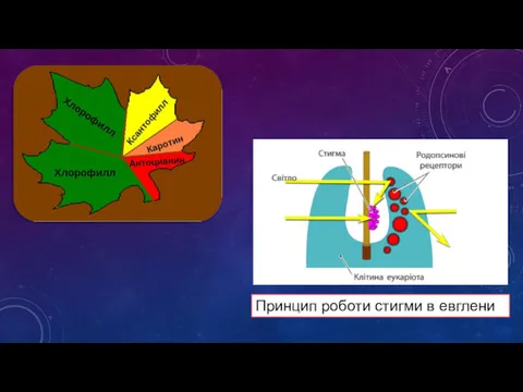 Принцип роботи стигми в евглени