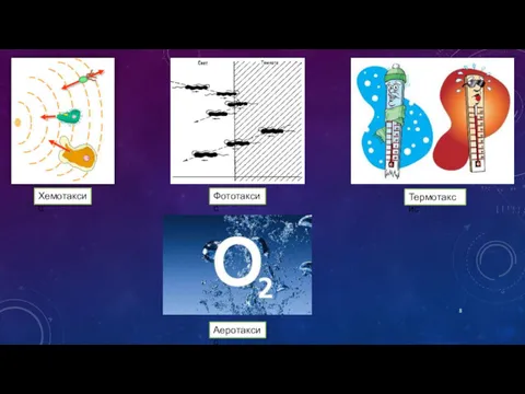 Хемотаксис Фототаксис Термотаксис Аеротаксис