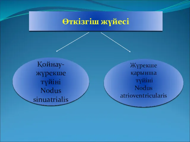 Қойнау-жүрекше түйіні Nodus sinuatrialis Жүрекше қарынша түйіні Nodus atrioventricularis Өткізгіш жүйесі