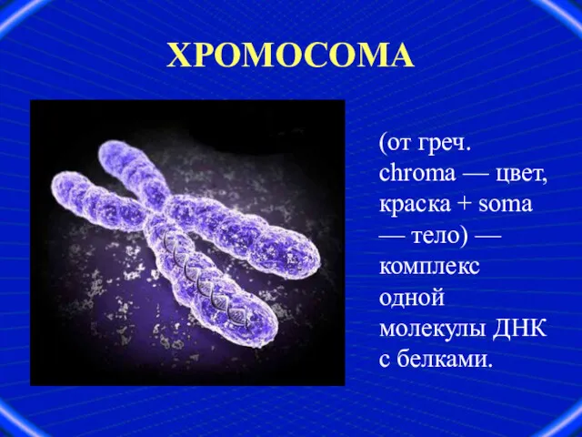 ХРОМОСОМА (от греч. chroma — цвет, краска + soma —