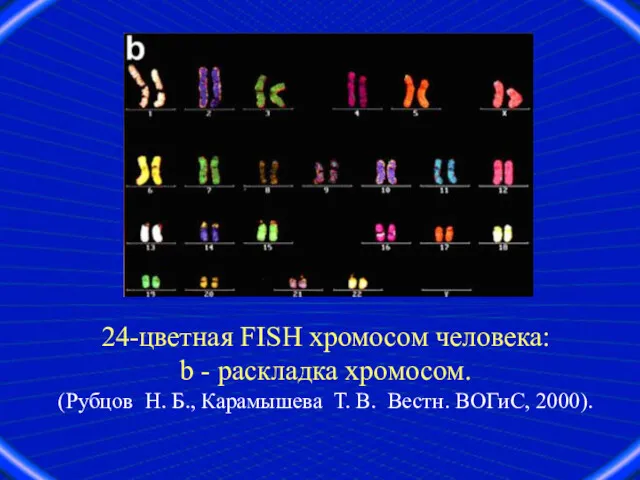 24-цветная FISH хромосом человека: b - pаскладка хромосом. (Рубцов Н.