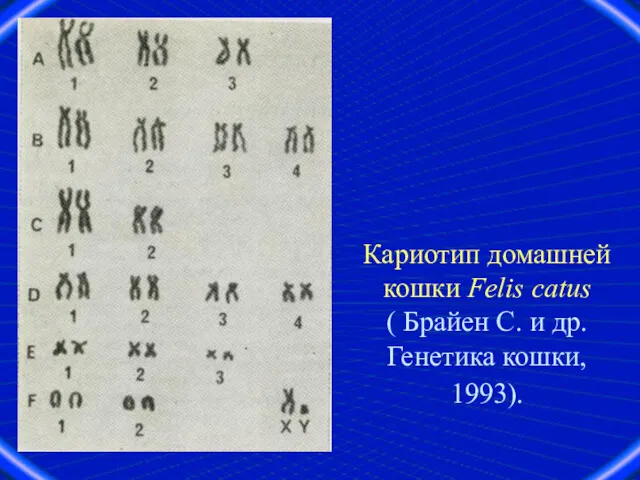 Кариотип домашней кошки Felis catus ( Брайен С. и др. Генетика кошки, 1993).