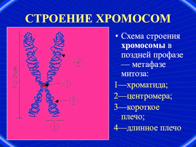 СТРОЕНИЕ ХРОМОСОМ Схема строения хромосомы в поздней профазе — метафазе