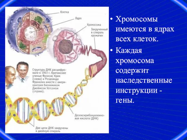 Хромосомы имеются в ядрах всех клеток. Каждая хромосома содержит наследственные инструкции - гены.