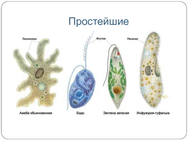 Простейшие