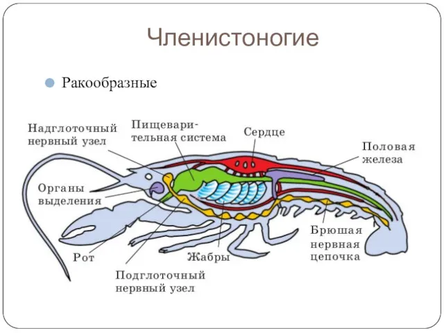 Членистоногие Ракообразные