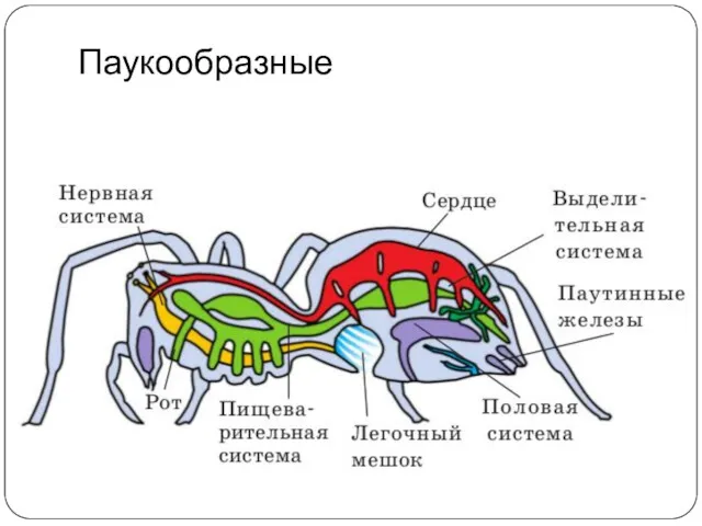 Паукообразные