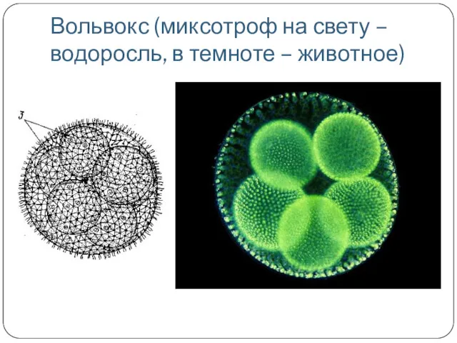 Вольвокс (миксотроф на свету – водоросль, в темноте – животное)