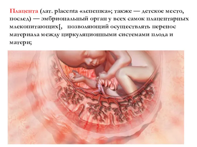 Плацента (лат. placenta «лепешка»; также — детское место, послед) —