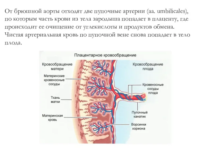 От брюшной аорты отходят две пупочные артерии (aa. umbilicales), по