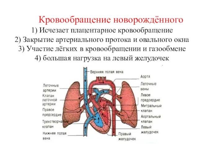 Кровообращение новорождённого 1) Исчезает плацентарное кровообращение 2) Закрытие артериального протока