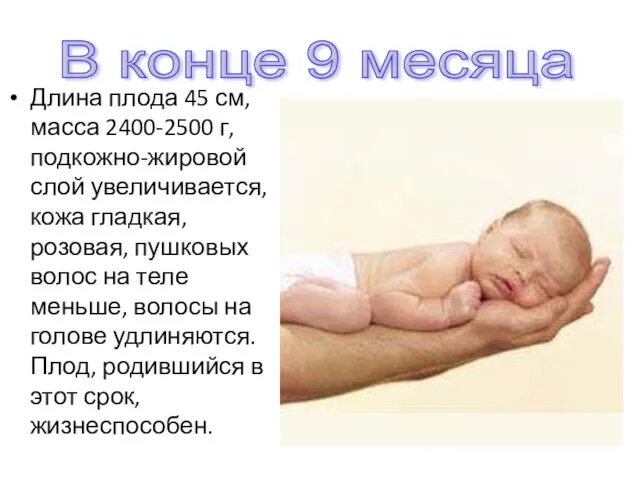 Длина плода 45 см, масса 2400-2500 г, подкожно-жировой слой увеличивается,