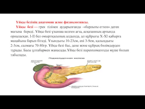 Ұйқы безінің анатомия және физиологиясы. Ұйқы безі — грек тілінен