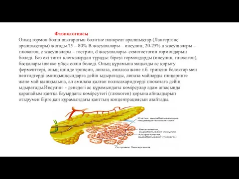 Физиологиясы Оның гормон бөліп шығаратын бөлігіне панкреат аралшықтар (Лангерганс аралшықтары)