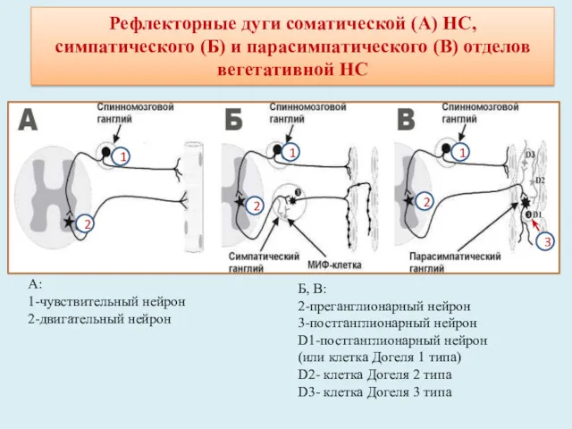 Рефлекторные дуги соматической (А) НС, симпатического (Б) и парасимпатического (В)