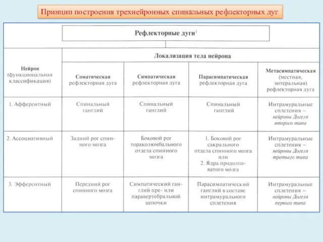 Принцип построения трехнейронных спинальных рефлекторных дуг