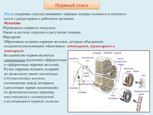 Нервный ствол Нервы (нервные стволы) связывают нервные центры головного и