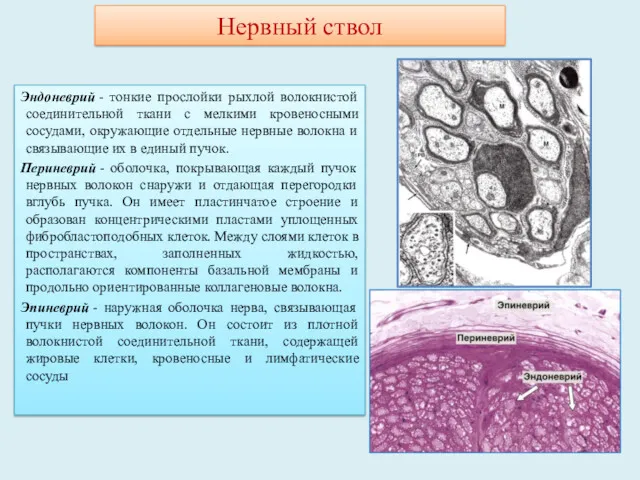 Эндоневрий - тонкие прослойки рыхлой волокнистой соединительной ткани с мелкими