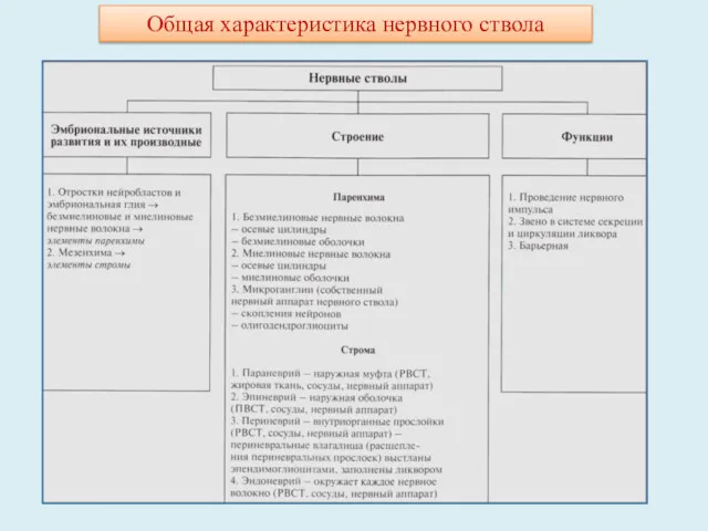 Общая характеристика нервного ствола