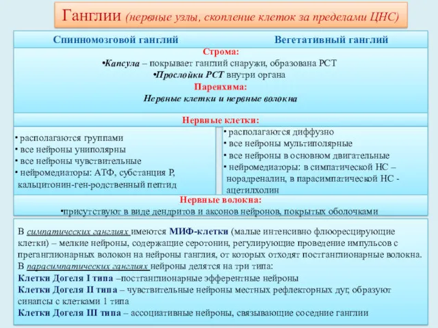 Ганглии (нервные узлы, скопление клеток за пределами ЦНС) Спинномозговой ганглий