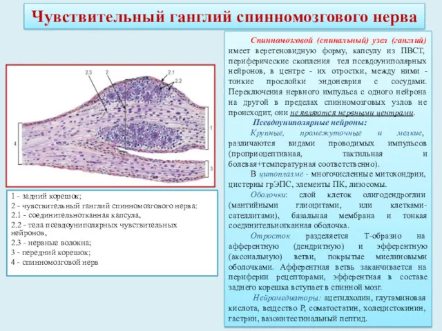 Чувствительный ганглий спинномозгового нерва 1 - задний корешок; 2 -