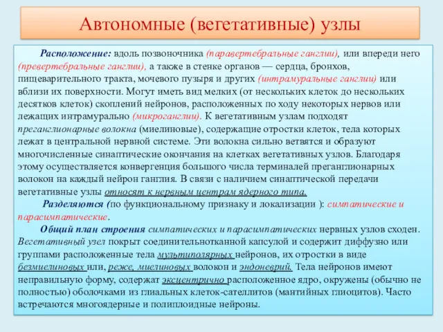 Автономные (вегетативные) узлы Расположение: вдоль позвоночника (паравертебральные ганглии), или впереди