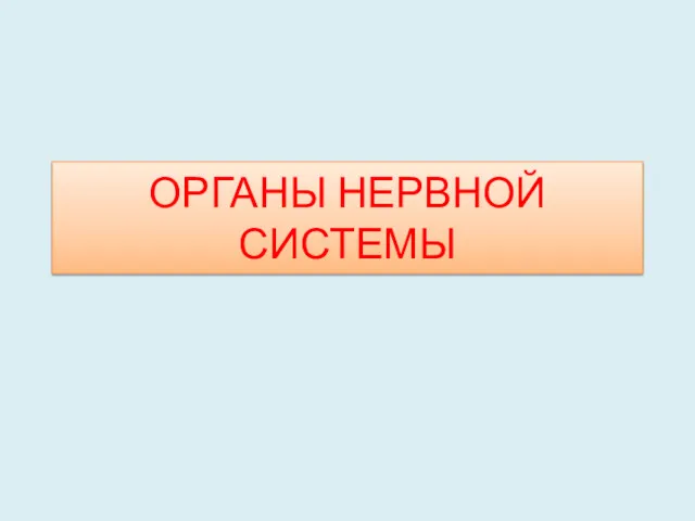 ОРГАНЫ НЕРВНОЙ СИСТЕМЫ