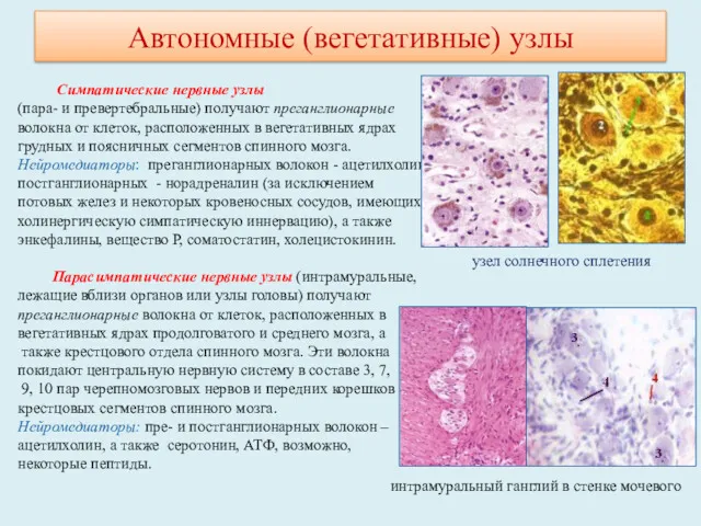 Симпатические нервные узлы (пара- и превертебральные) получают преганглионарные волокна от