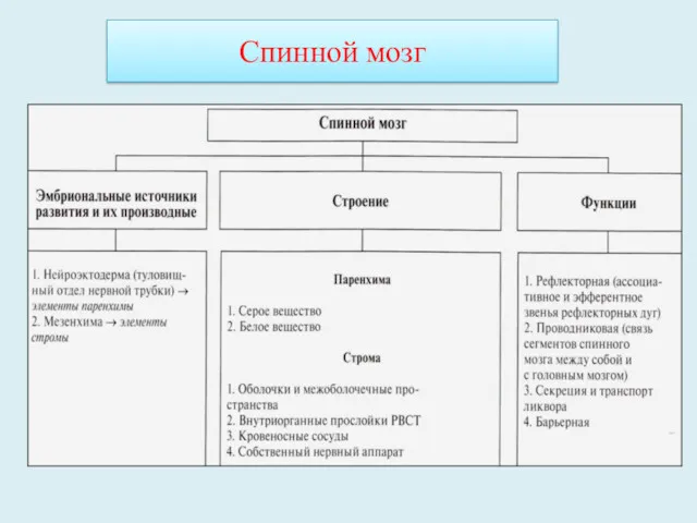 Спинной мозг