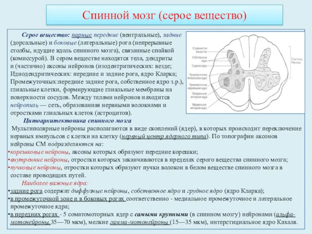 Серое вещество: парные передние (вентральные), задние (дорсальные) и боковые (латеральные)