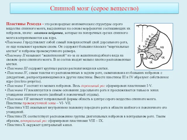 Пластины Рекседа - это разнородные анатомические структуры серого вещества спинного