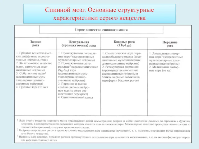 Спинной мозг. Основные структурные характеристики серого вещества