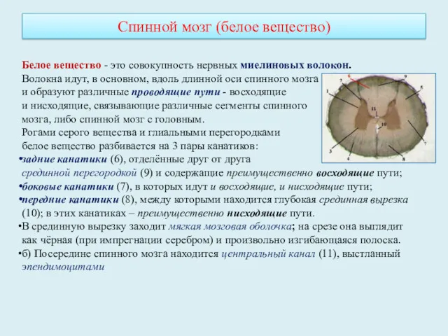 Белое вещество - это совокупность нервных миелиновых волокон. Волокна идут,