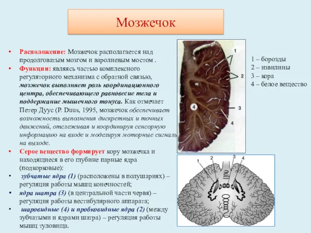 Мозжечок Расположение: Мозжечок располагается над продолговатым мозгом и варолиевым мостом