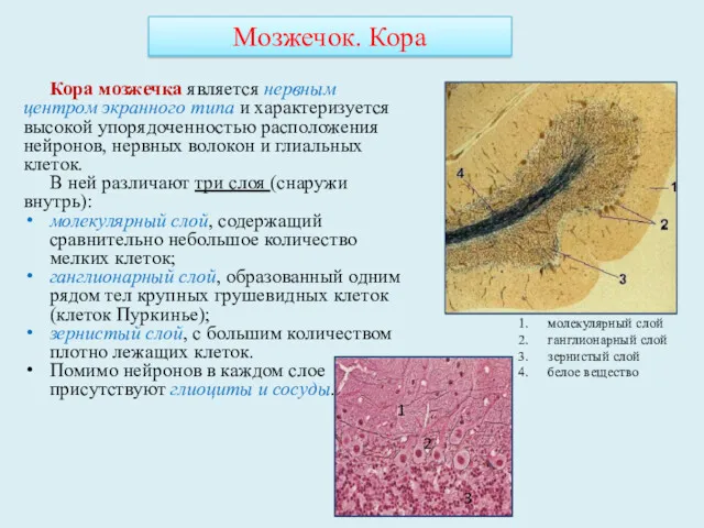 Кора мозжечка является нервным центром экранного типа и характеризуется высокой