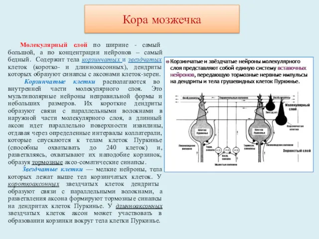 Молекулярный слой по ширине - самый большой, а по концентрации