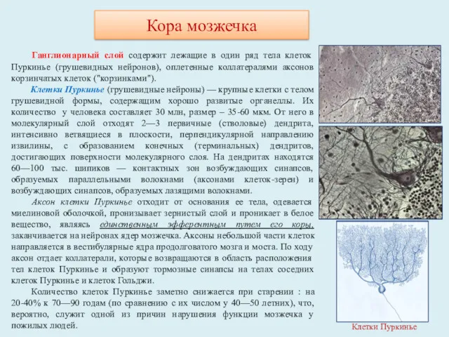 Кора мозжечка Клетки Пуркинье Ганглионарный слой содержит лежащие в один