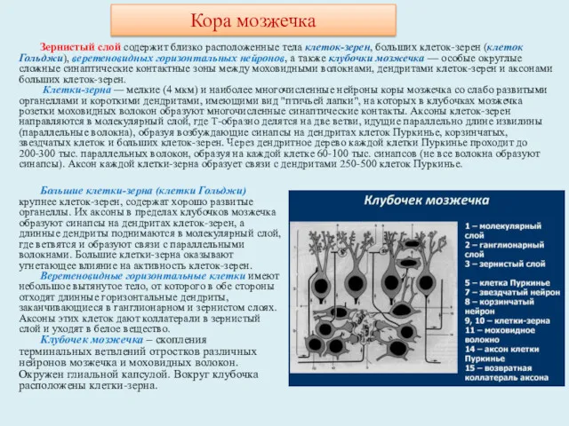 Большие клетки-зерна (клетки Гольджи) крупнее клеток-зерен, содержат хорошо развитые органеллы.