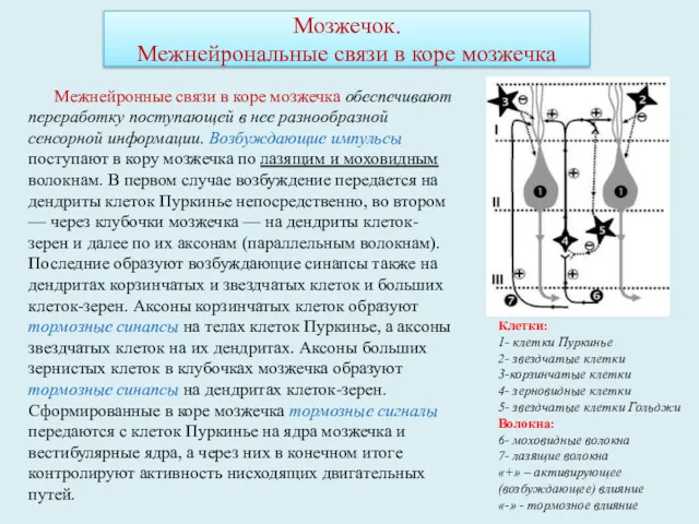 Клетки: 1- клетки Пуркинье 2- звездчатые клетки 3-корзинчатые клетки 4-