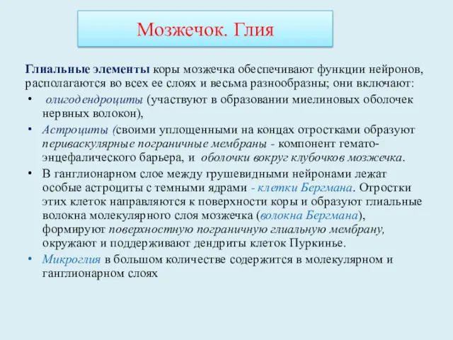 Глиальные элементы коры мозжечка обеспечивают функции нейронов, располагаются во всех