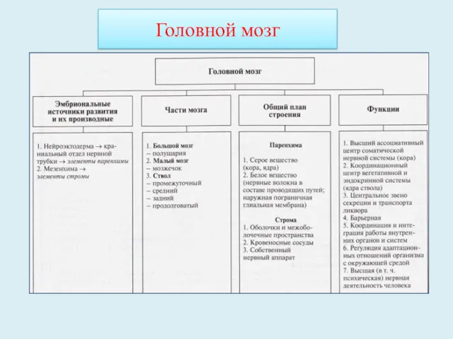 Головной мозг