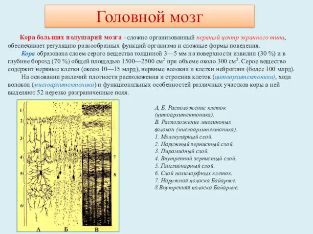 Головной мозг Кора больших полушарий мозга - сложно организованный нервный