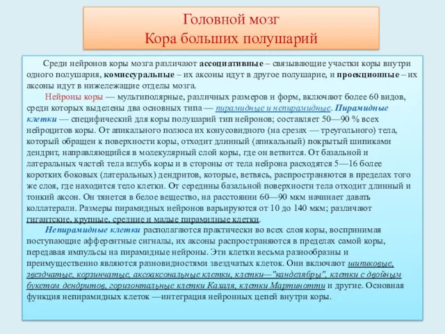 Головной мозг Кора больших полушарий Среди нейронов коры мозга различают