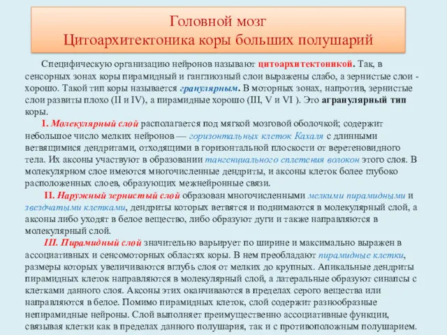 Специфическую организацию нейронов называют цито­архитектоникой. Так, в сенсорных зонах коры