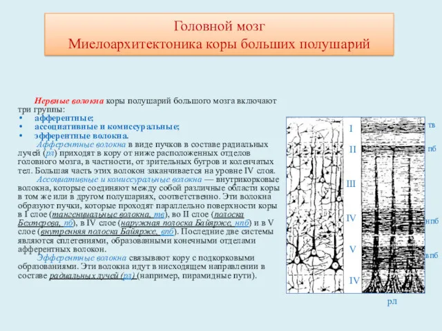 Нервные волокна коры полушарий большого мозга включают три группы: афферентные;