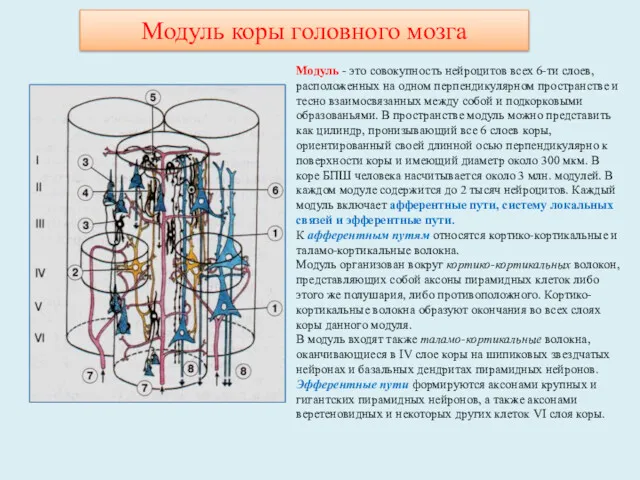 Модуль коры головного мозга Модуль - это совокупность нейроцитов всех